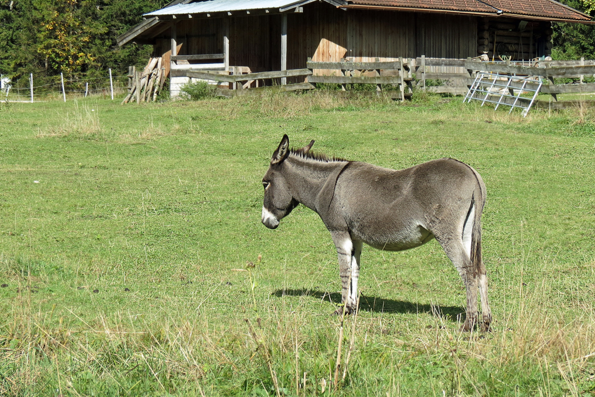 Looking around: Esel, wartend